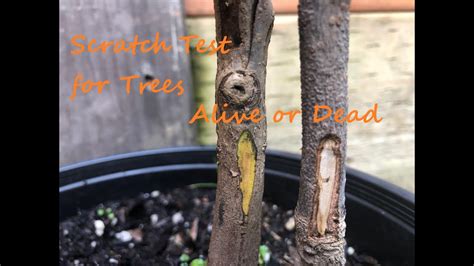 scratch test on tree|trees dying from scratch test.